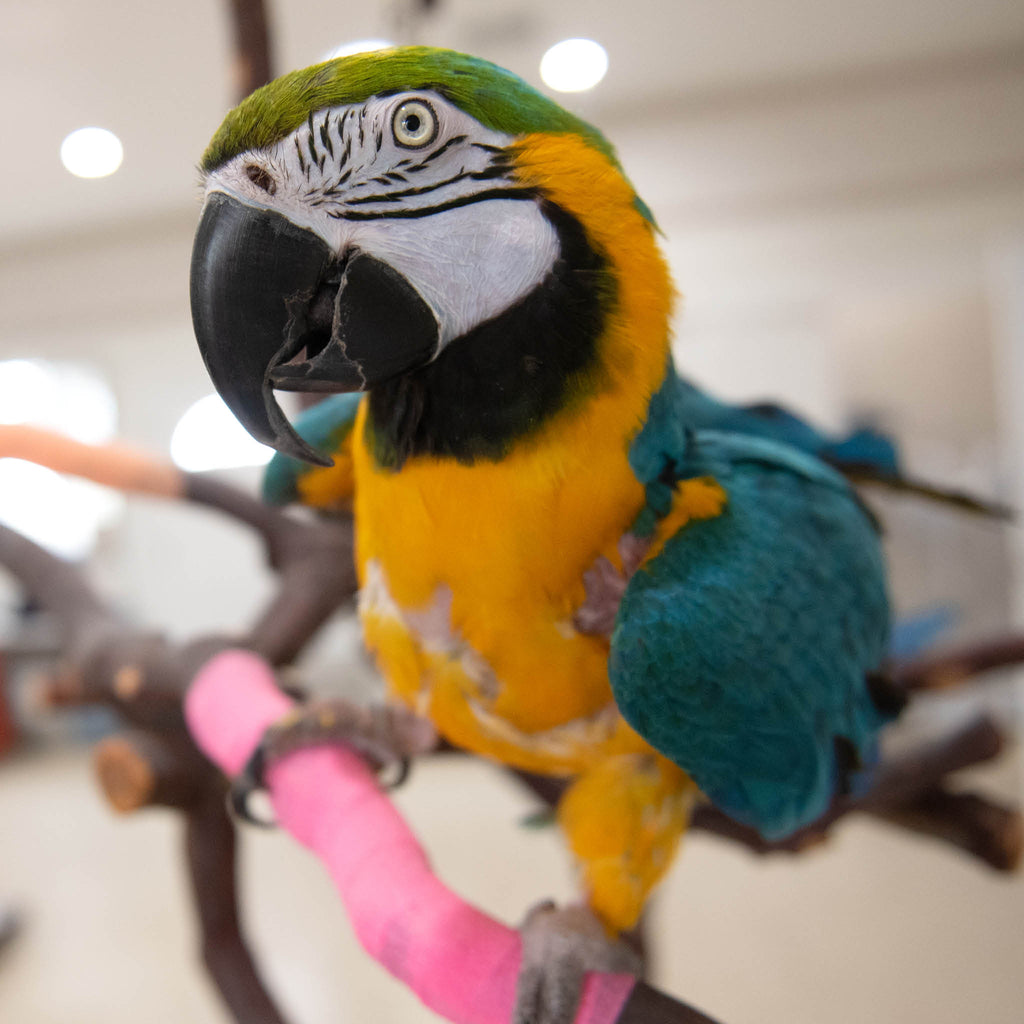 Birds Before Bedtime: Nighttime Routines for Happy Feathers