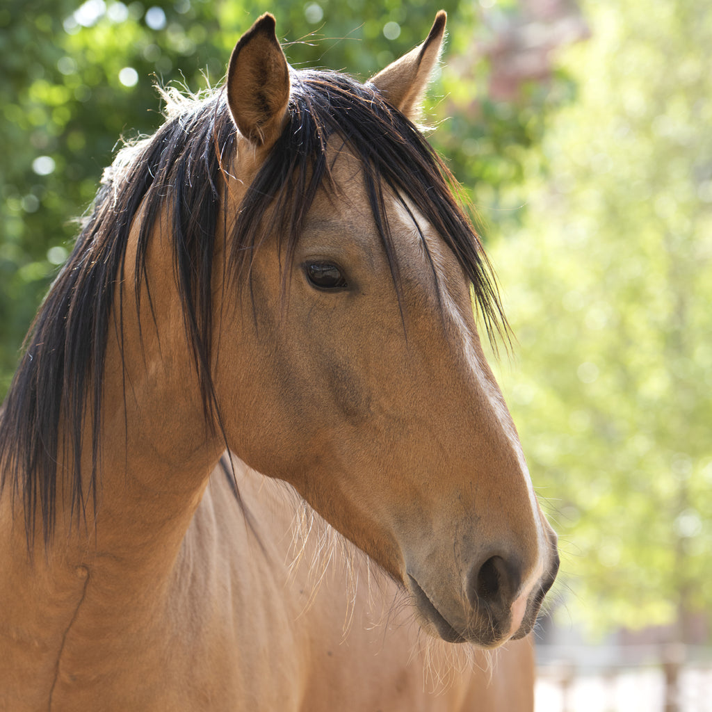 Sponsor Clancy Best Friends Animal Society's Catalog of Kindness