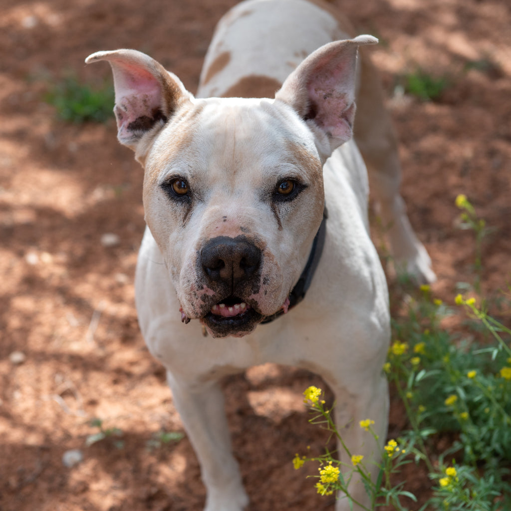 Sponsor Fitz Best Friends Animal Society's Catalog of Kindness