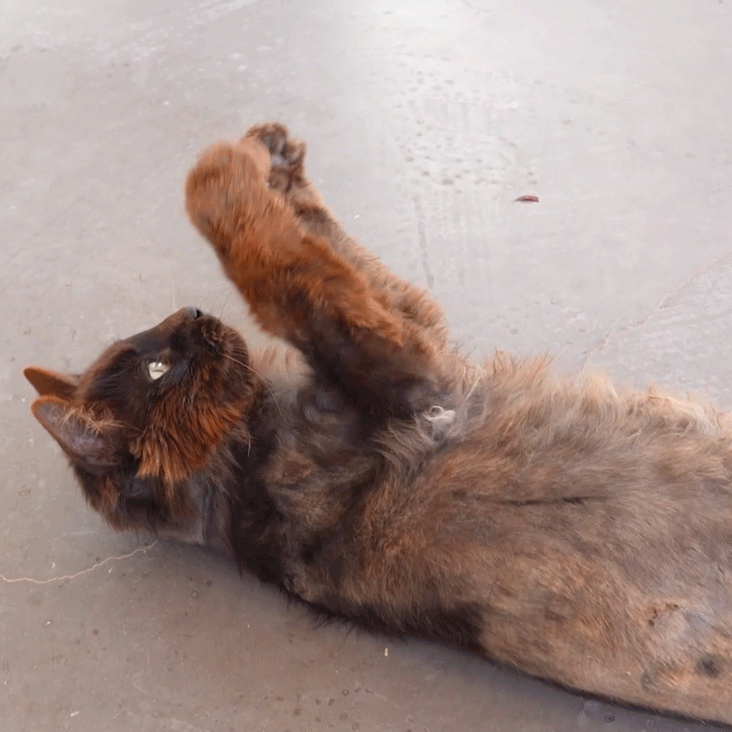 Sponsor Pepe – Best Friends Animal Society's Catalog of Kindness