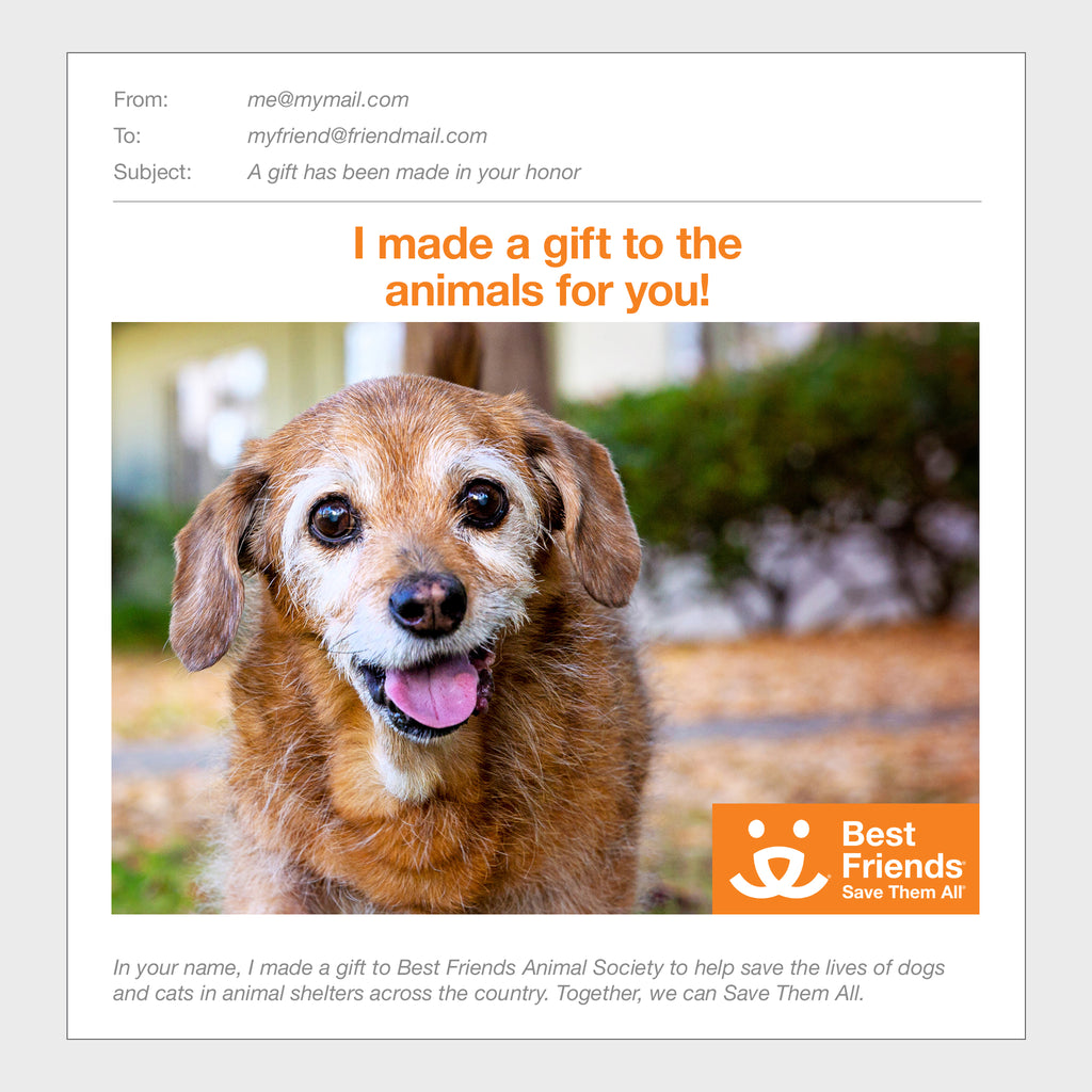 Gift Catalog: Puppy Care Package – Best Friends Animal Society's