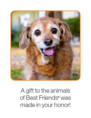 Best Gifts for Senior Dogs