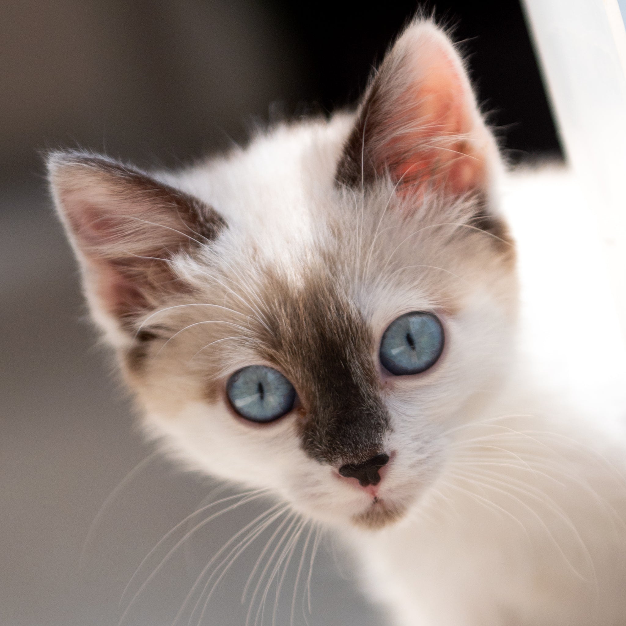 CatLover Collection Best Friends Animal Society's Catalog of Kindness