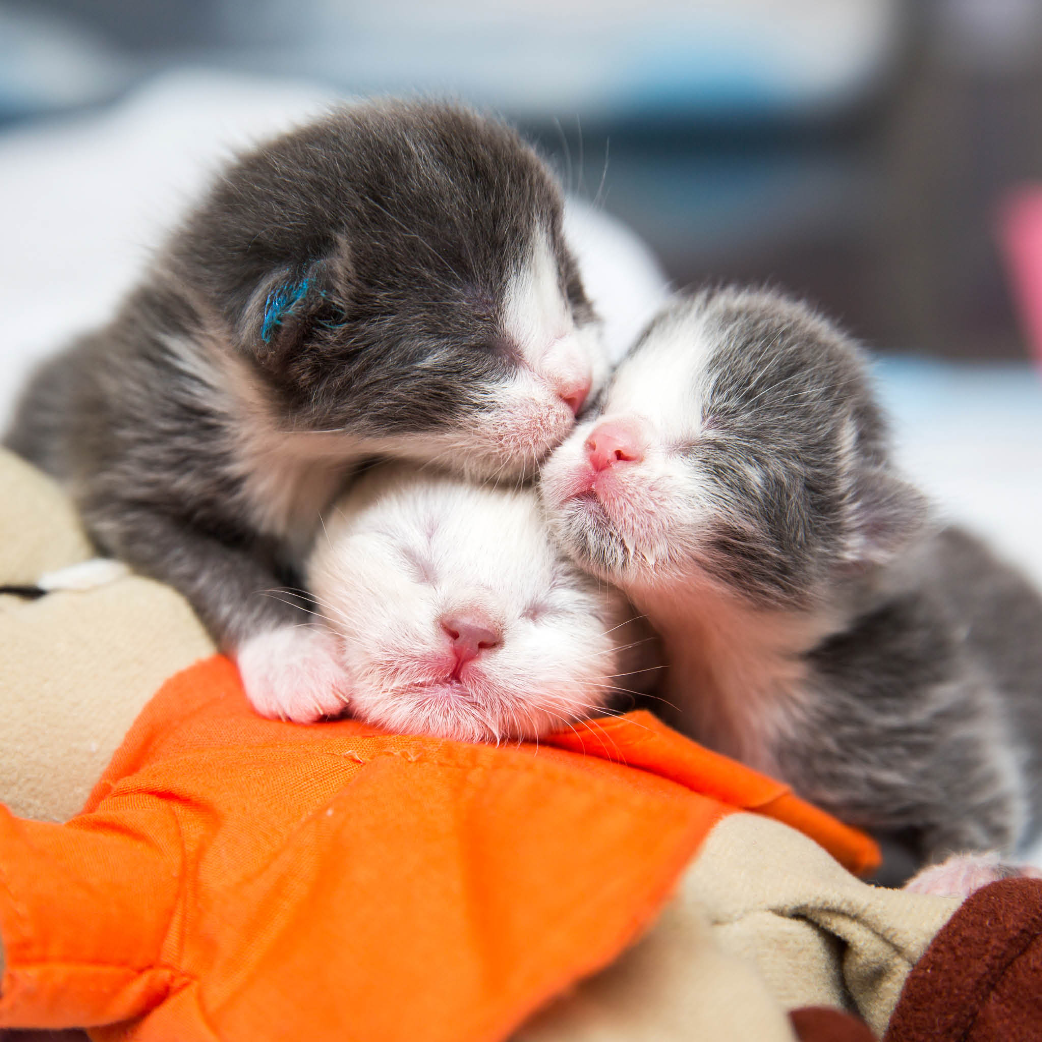 Gift Catalog The Snuggle Bundle Best Friends Animal Society's