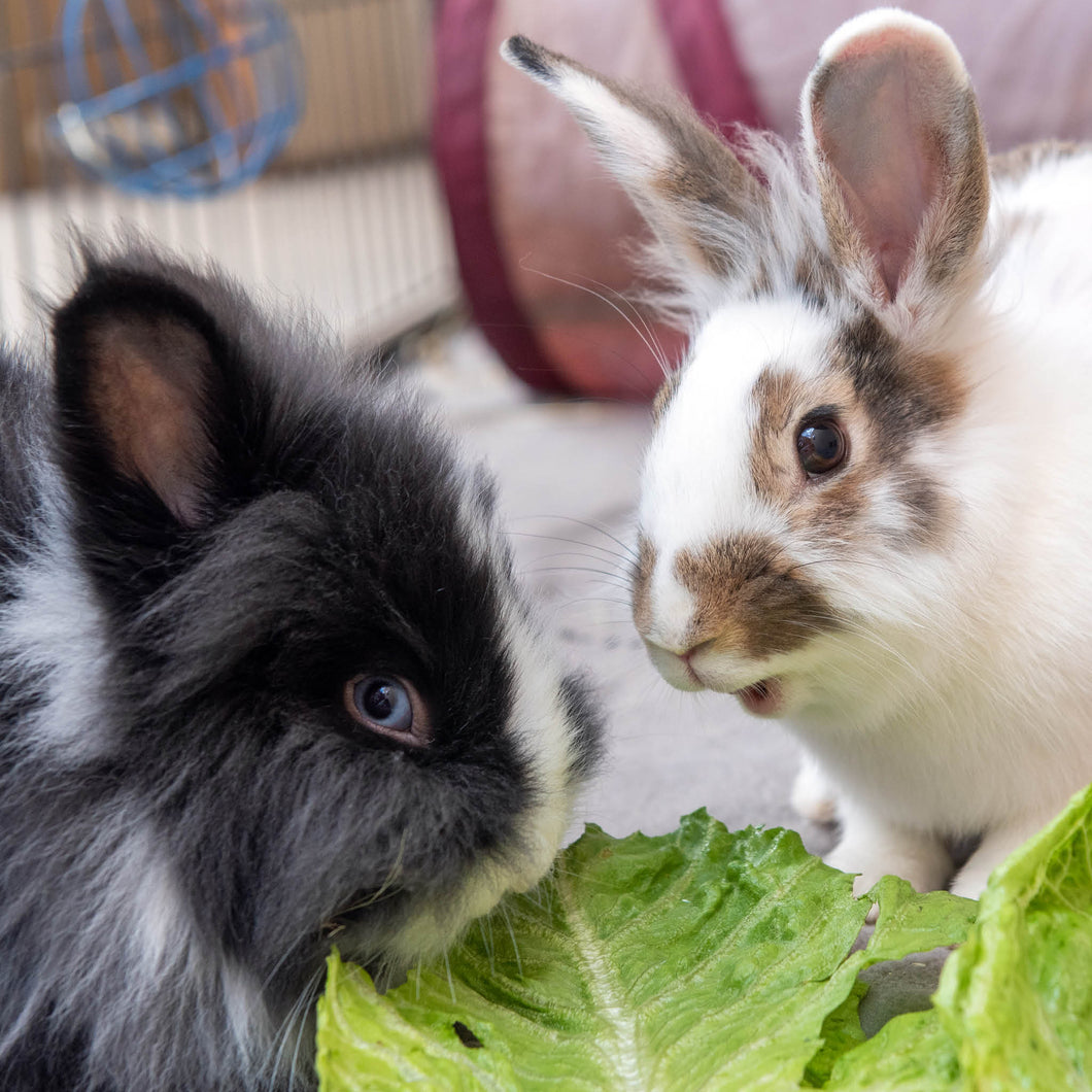 Signs of a Healthy Bunny  Best Friends Animal Society