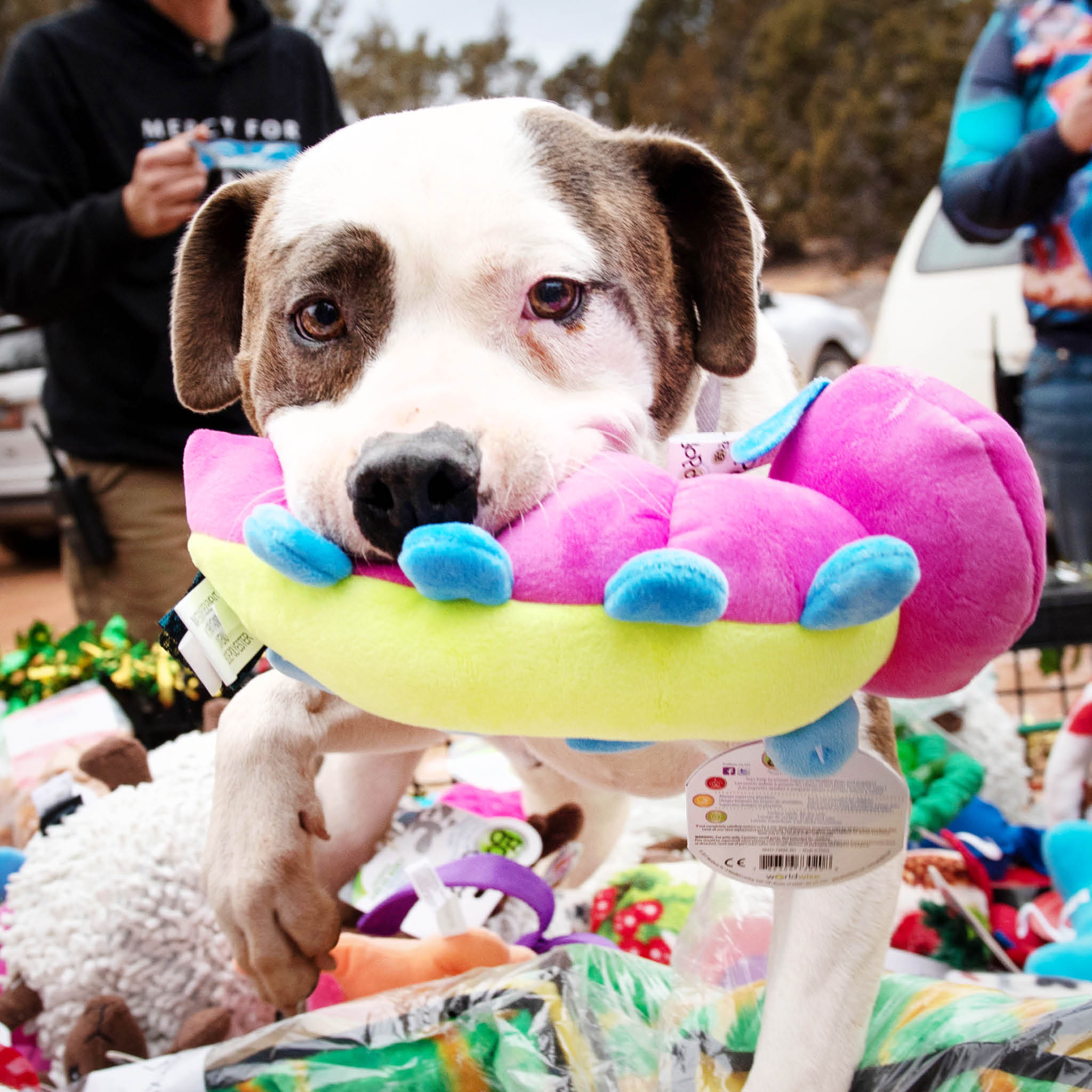 Gift Catalog: Dog Enrichment Toys – Best Friends Animal Society's