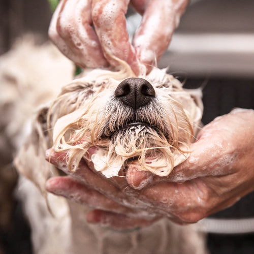 Catalog of Kindness Best Friends Animal Society's Catalog of Kindness