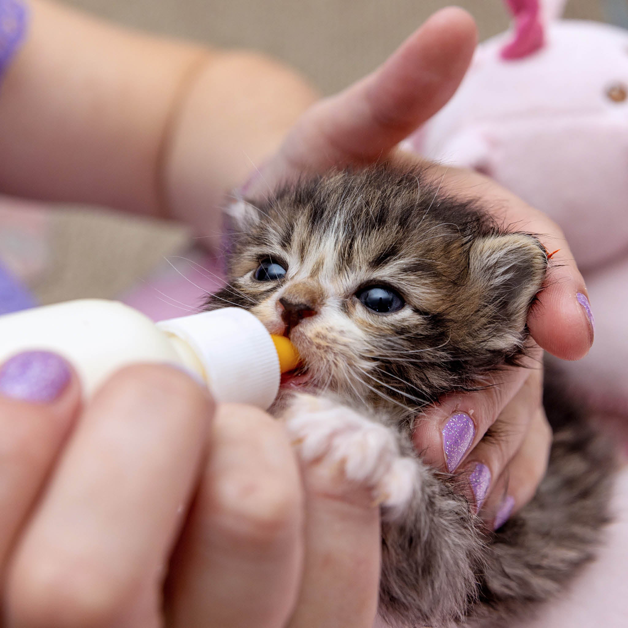 Fully Kitten Gift Catalog: Full Kitten Bellies – Best Friends Animal Society's ...