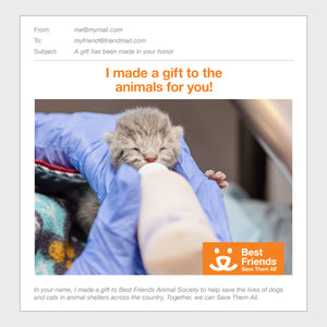 Kitten Care Package