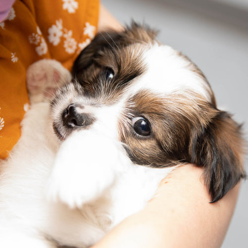 Gift Catalog: Dog Enrichment Toys – Best Friends Store