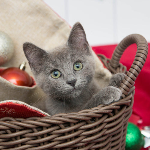 Catalog of Kindness Best Friends Animal Society's Catalog of Kindness