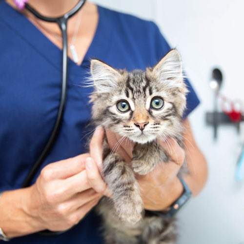 Catalog of Kindness Best Friends Animal Society's Catalog of Kindness