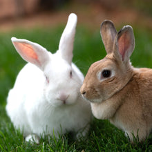 Bunny Care Package