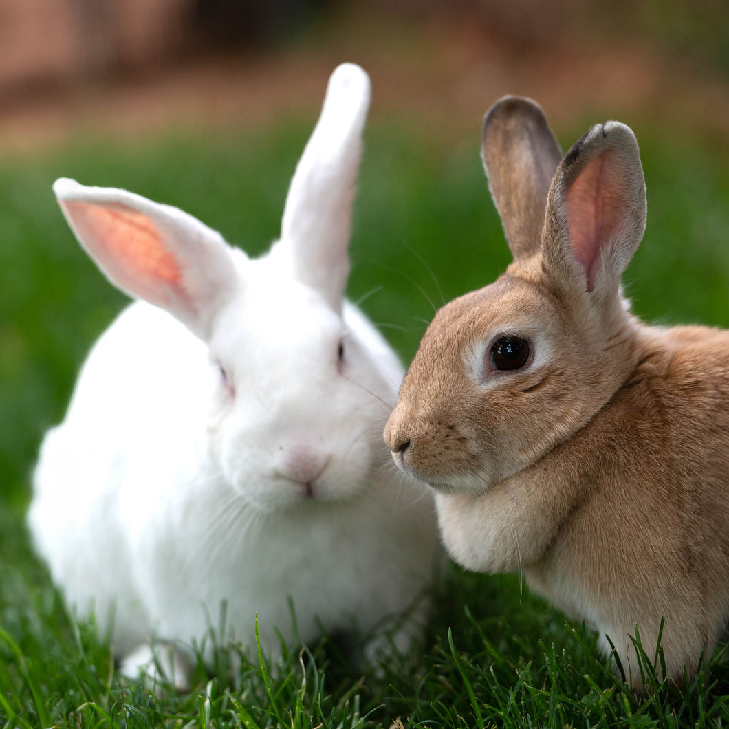 Bunny Care Package