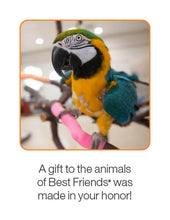 Bird Care Package