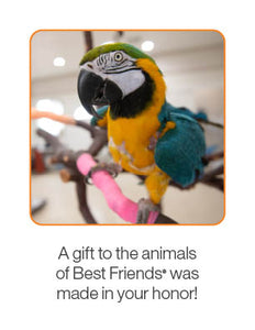 Bird Care Package