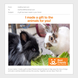 Bunny Care Package