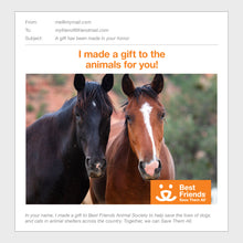 Horse Care Package