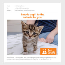 Kitten Care Package