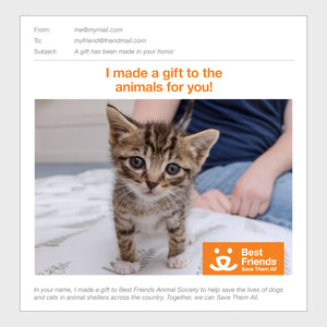 Kitten Care Package