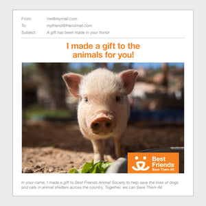 Pig Care Package