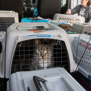 Lifesaving Road Trip