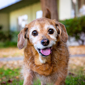 Senior Pet Care Package