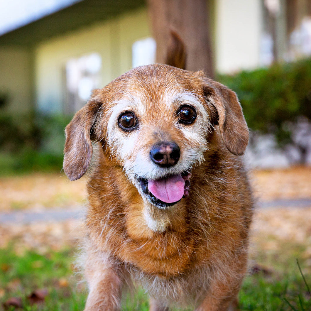 Senior Pet Care Package