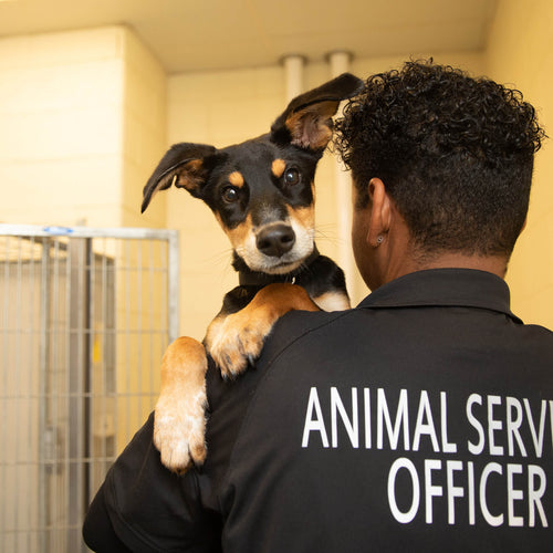 Helping A Shelter Achieve No-Kill Package