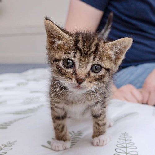 Kitten Care Package
