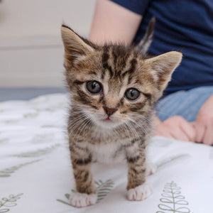 Kitten Care Package