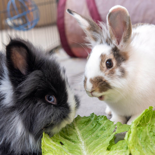 Bunny Care Package