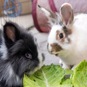 Bunny Care Package