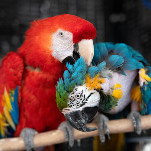 Bird Care Package
