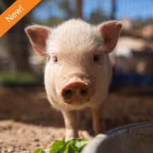 Pig Care Package
