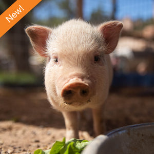 Pig Care Package