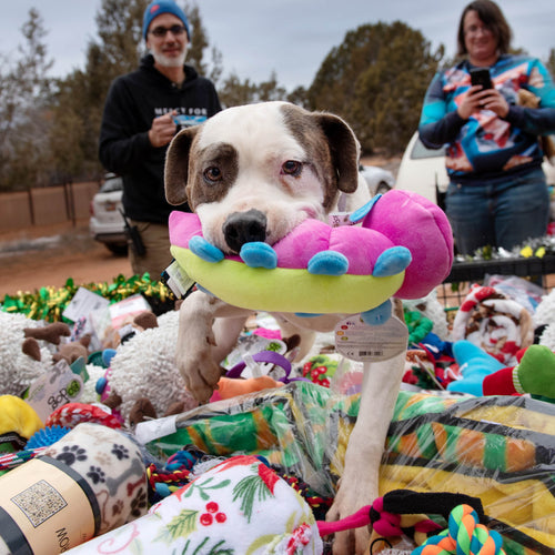 Dog Enrichment Toys