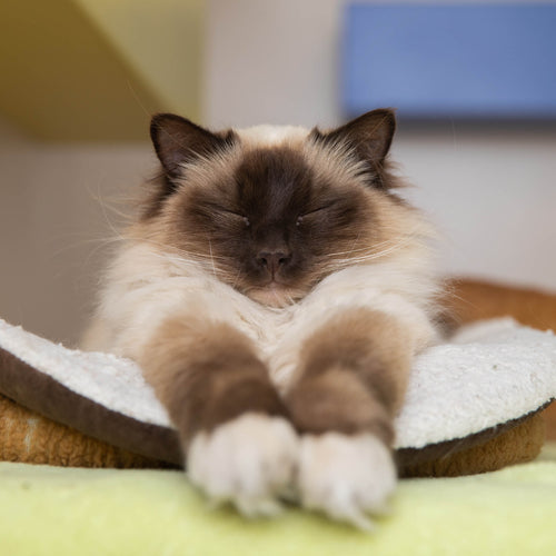 A Warm Bed