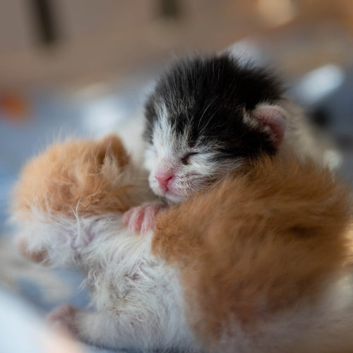 The Snuggle Bundle