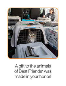 Lifesaving Road Trip
