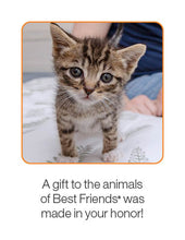 Kitten Care Package