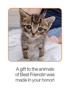 Kitten Care Package