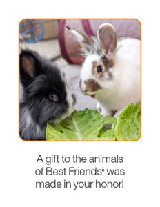 Bunny Care Package