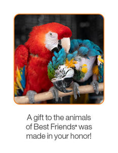 Bird Care Package