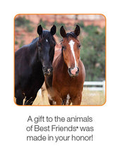 Horse Care Package