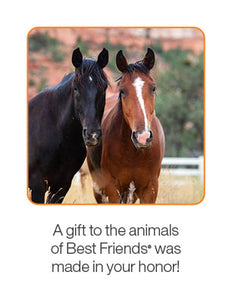 Horse Care Package