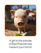 Pig Care Package
