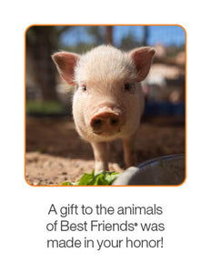 Pig Care Package