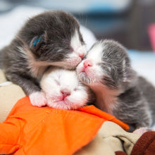 The Snuggle Bundle
