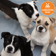 Puppy Care Package